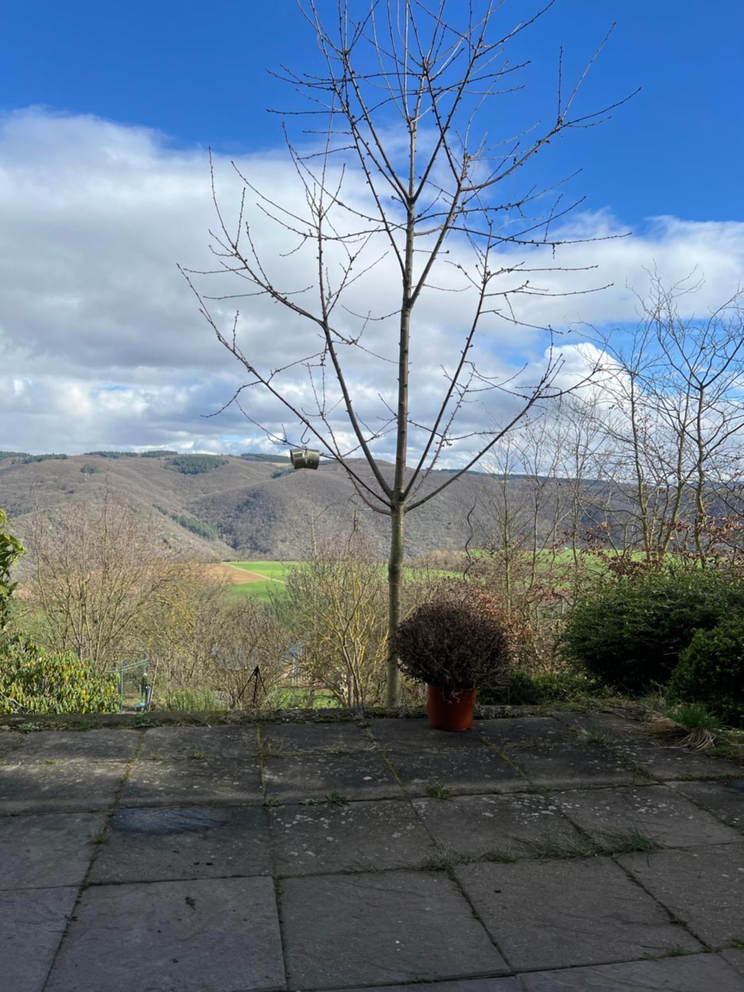 Ferienwohnung Pfalzblick Bacharach Exteriér fotografie