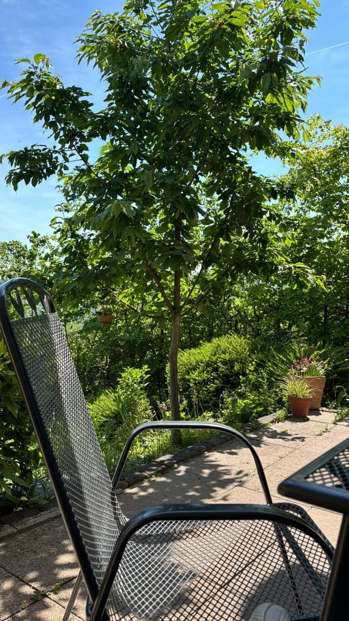Ferienwohnung Pfalzblick Bacharach Exteriér fotografie